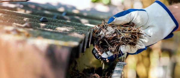 Pine Needle Gutter Cleaning in Chico